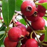 نهال گواوا