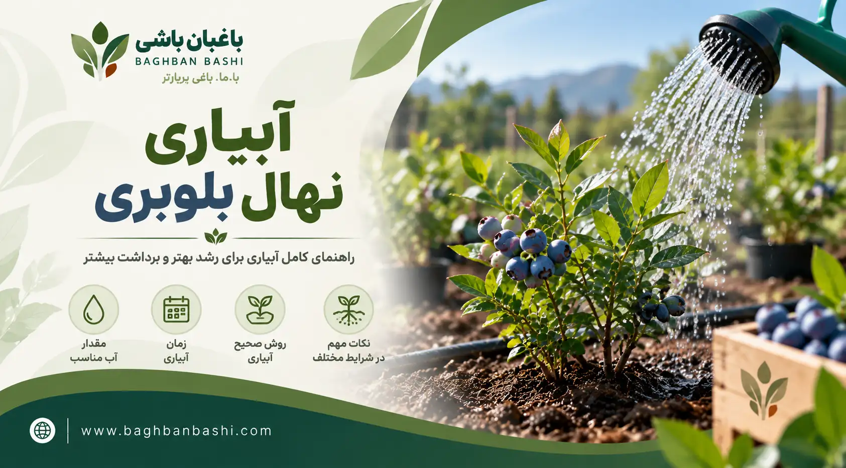 آبیاری نهال بلوبری چگونه است