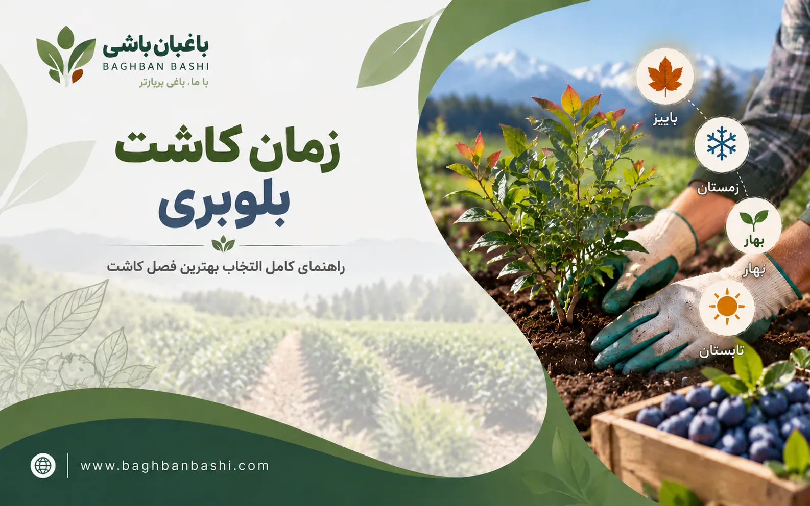 بهترین زمان کاشی بلوبری