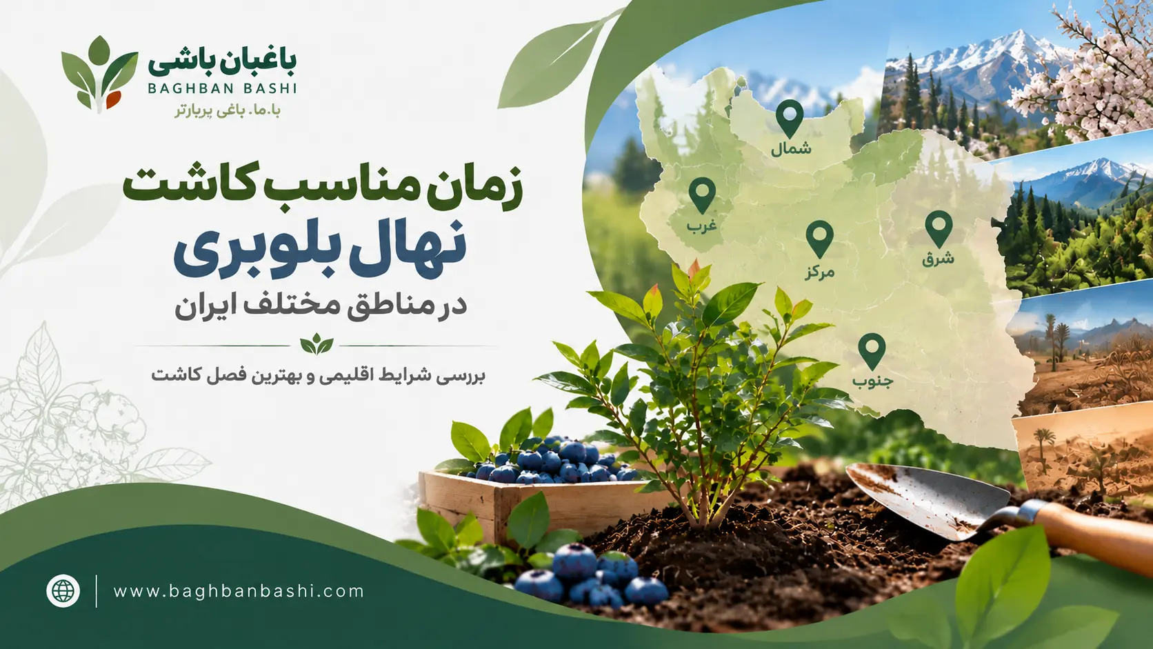 بهترین زمان کاشت نهال بلوبری